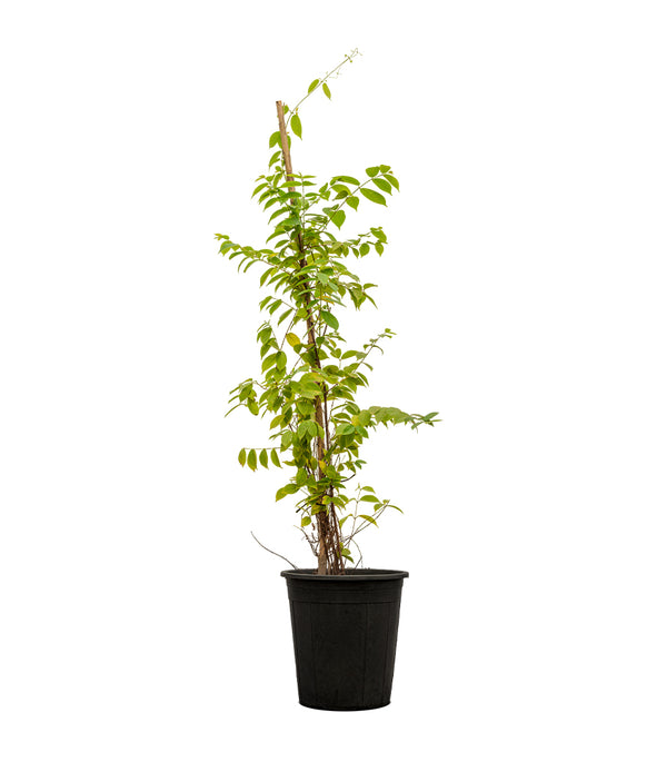 Quisqualis Indica 30 cms pots - 2 mtrs height