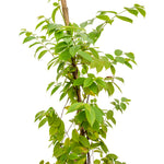 Quisqualis Indica 30 cms pots - 2 mtrs height