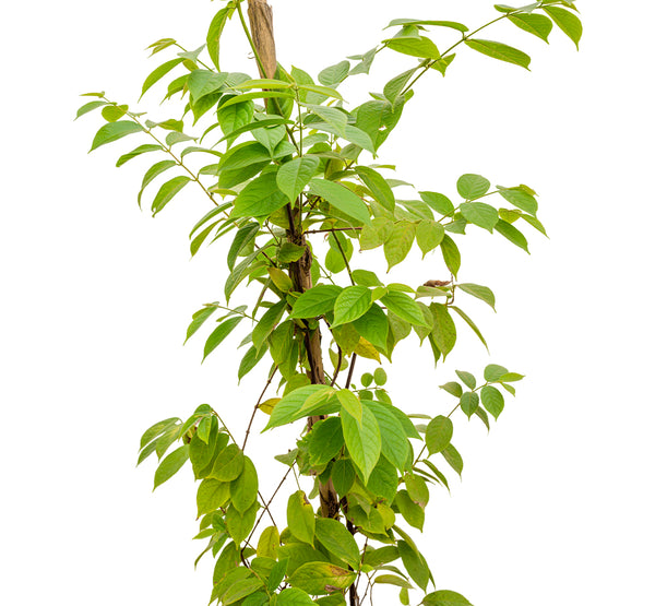 Quisqualis Indica 30 cms pots - 2 mtrs height