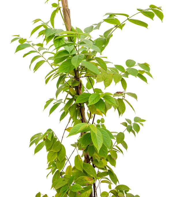 Quisqualis Indica 30 cms pots - 2 mtrs height