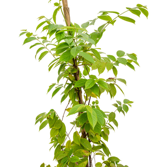 Quisqualis Indica 30 cms pots - 2 mtrs height