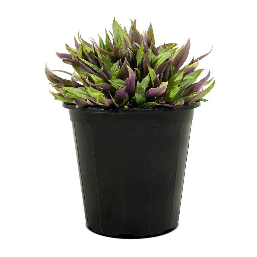 Rhoeo 10 cms pots