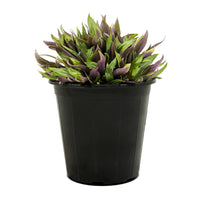 Rhoeo 10 cms pots