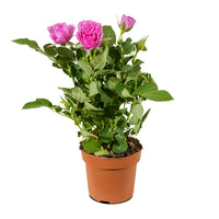 Rosa beau monde mixed  12 cm pots