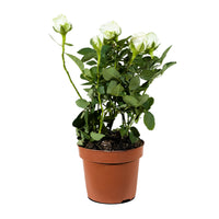 Rosa beau monde mixed  12 cm pots