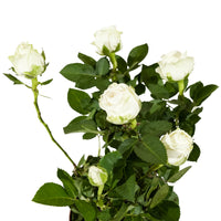 Rosa beau monde mixed  12 cm pots