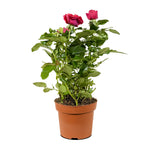 Rosa beau monde mixed  12 cm pots