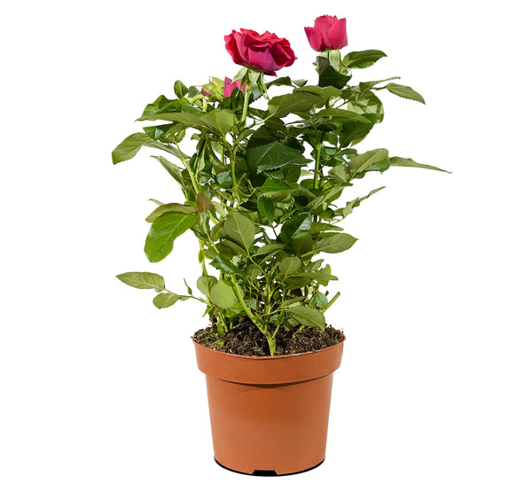 Rosa beau monde mixed  12 cm pots
