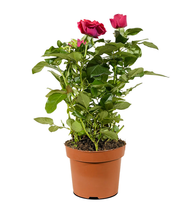 Rosa beau monde mixed  12 cm pots