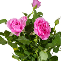 Rosa beau monde mixed  12 cm pots