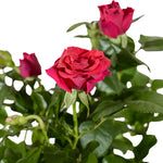 Rosa beau monde mixed  12 cm pots