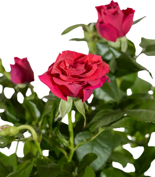 Rosa beau monde mixed  12 cm pots