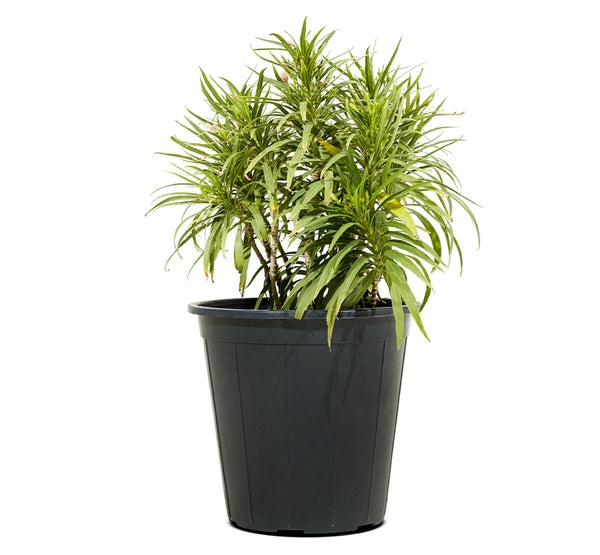 Ruella 14 cms pots  - 20 cms height