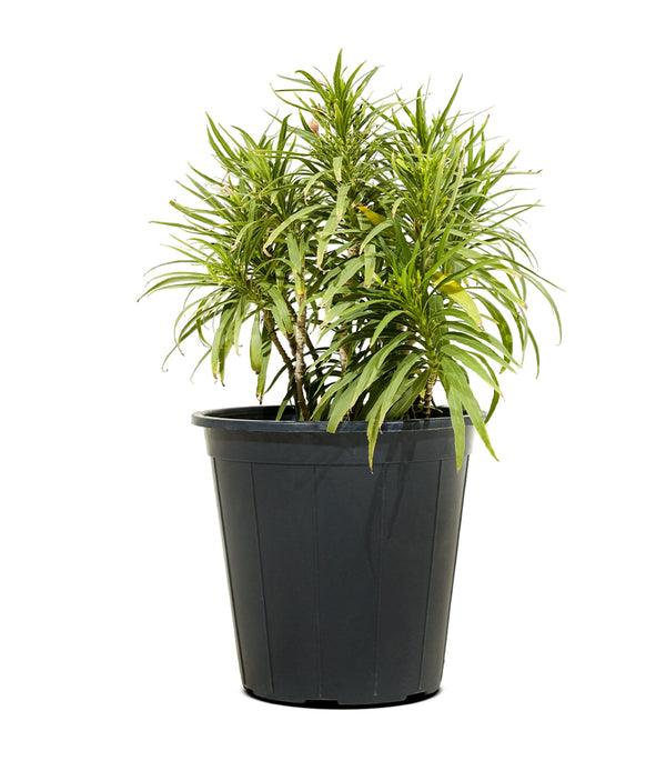 Ruella 14 cms pots  - 20 cms height