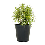 Ruella  14 cms pots - 20 cms height