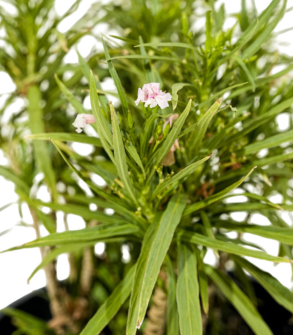 Ruella 14 cms pots  - 20 cms height