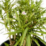 Ruella  14 cms pots - 20 cms height