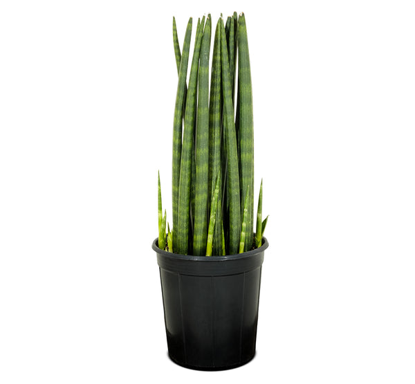 SANCEVERIA CYLINDRICA 18 cms pots - 30 cms height