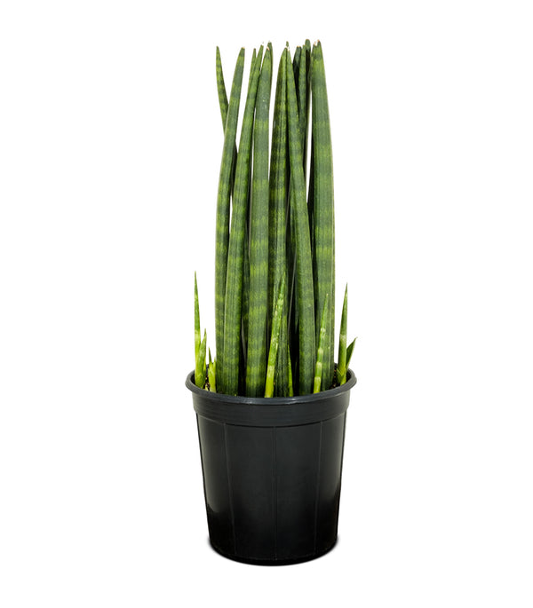 SANCEVERIA CYLINDRICA 18 cms pots - 30 cms height