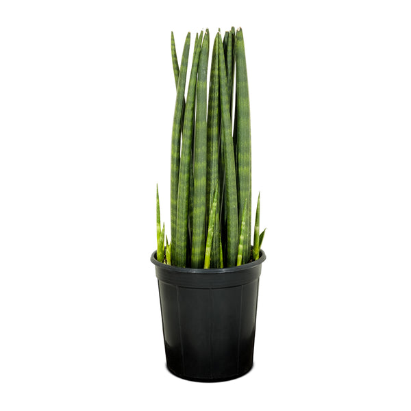Sanceveria cylindrica 25 cms pots - 50 cms height