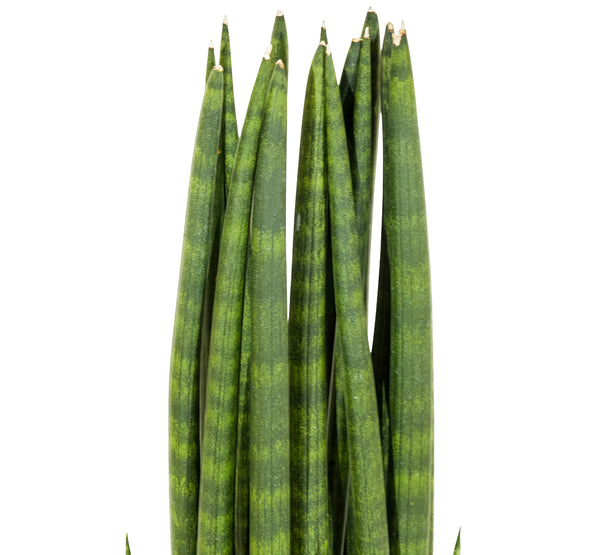 SANCEVERIA CYLINDRICA 18 cms pots - 30 cms height