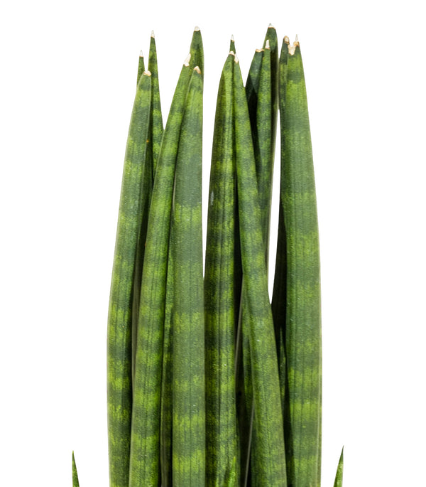 SANCEVERIA CYLINDRICA 18 cms pots - 30 cms height