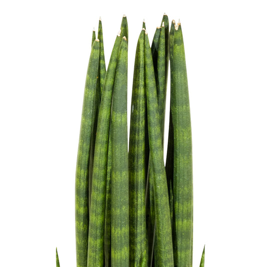 Sanceveria cylindrica 25 cms pots - 50 cms height