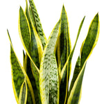 Sansevieria Laurent  21 cm pots