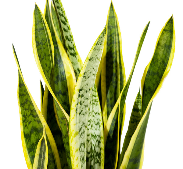 Sansevieria Laurent  21 cm pots