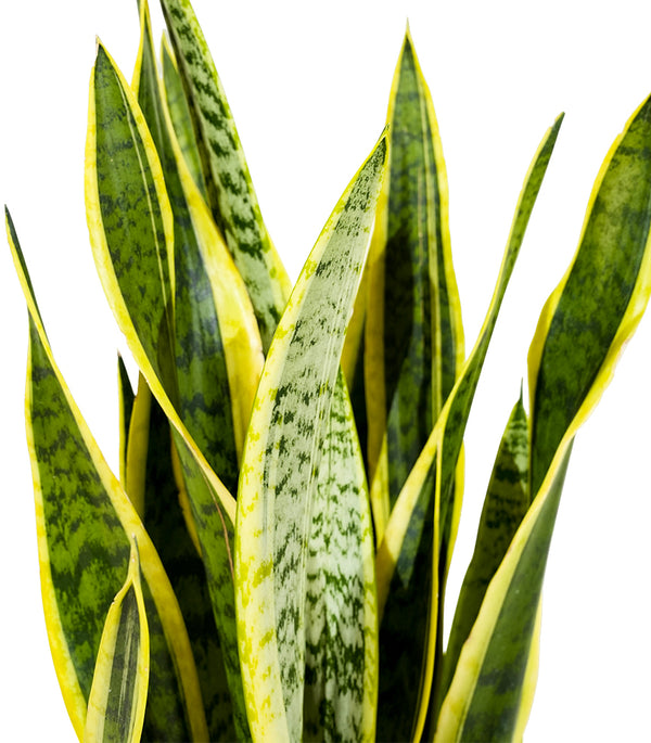 Sansevieria Laurent  21 cm pots