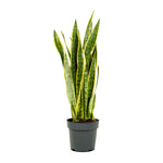 Sansevieria Laurent  21 cm pots
