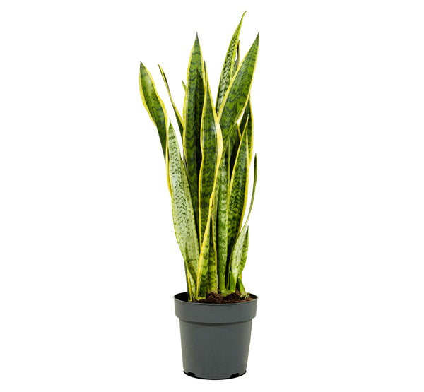 Sansevieria Laurent  21 cm pots