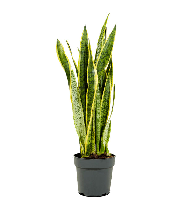 Sansevieria Laurent  21 cm pots