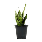 Sanseveria Green 18 cms pots - 25 cms height