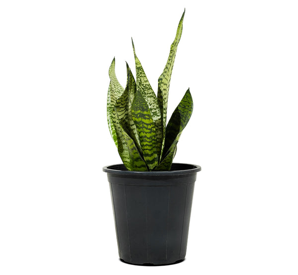 Sanseveria Green 18 cms pots - 25 cms height