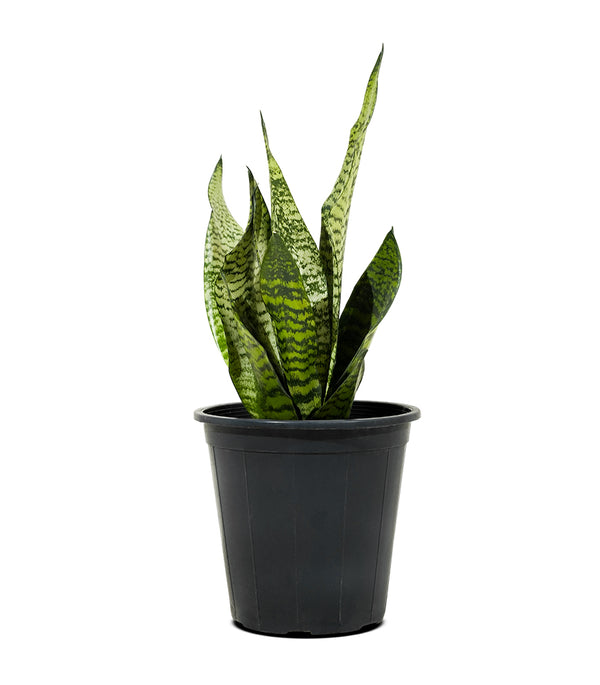 Sanseveria Green 18 cms pots - 25 cms height