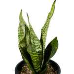 Sanseveria Green 18 cms pots - 25 cms height