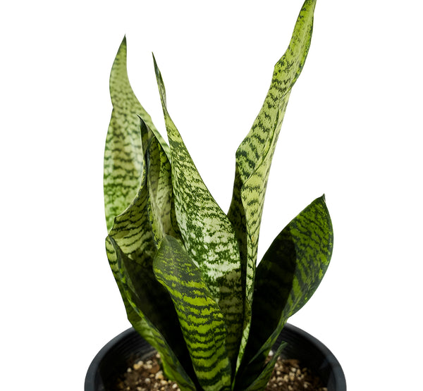 Sanseveria Green 18 cms pots - 25 cms height