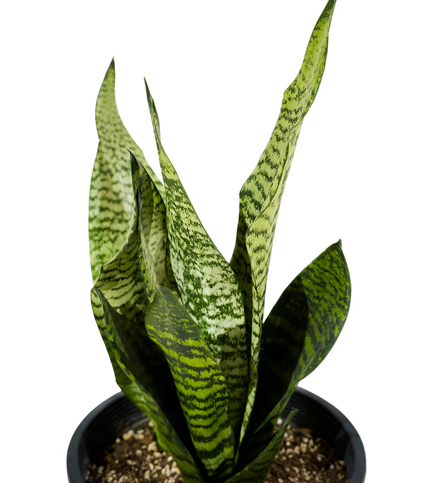 Sanseveria Green 18 cms pots - 25 cms height