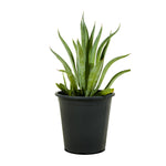 Sanseverea White  18 cm pots