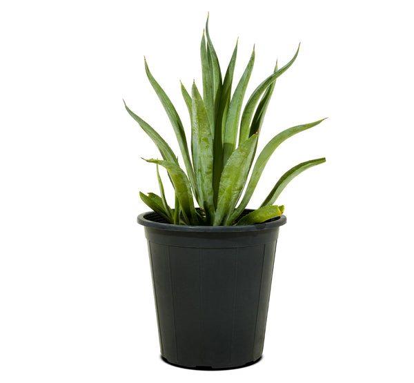 Sanseverea White  18 cm pots