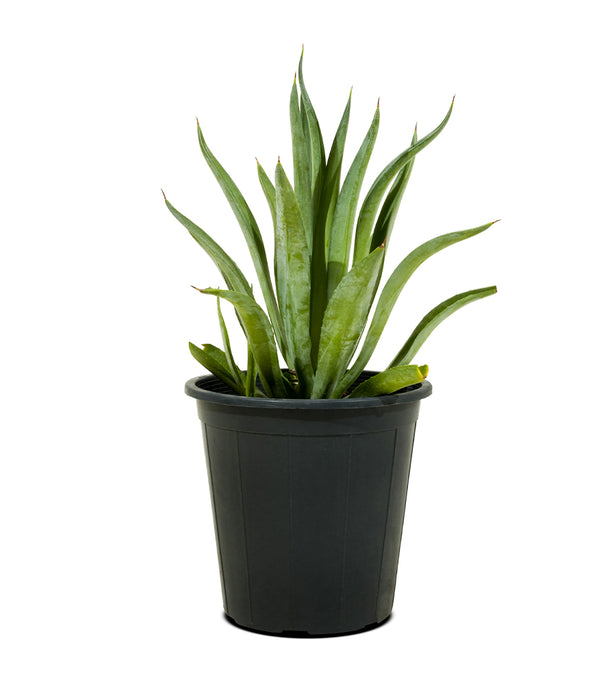 Agave Lotus  30 cms Pots - 60 cms height