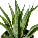 Sanseverea White  18 cm pots