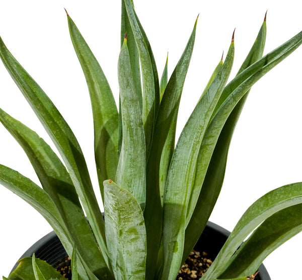 Sanseverea White  18 cm pots