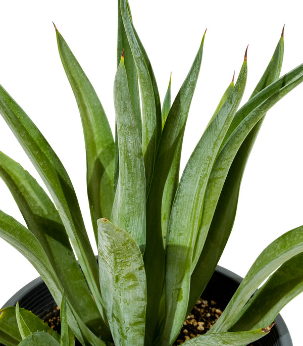 Agave Lotus  30 cms Pots - 60 cms height