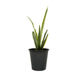 Sanseverea Yellow