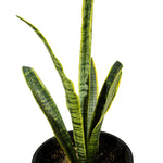 Sanseverea Yellow