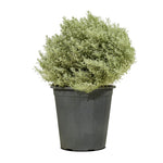 Santolina 14 cms pots - 20 cms height