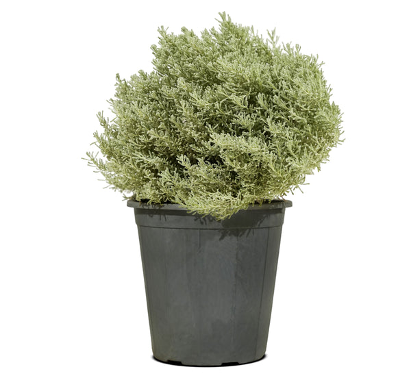 Santolina 14 cms pots - 20 cms height