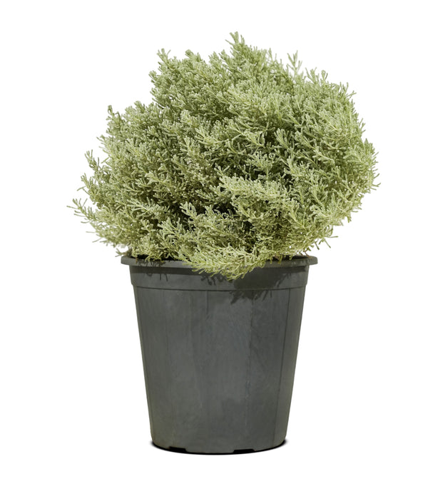 Santolina 14 cms pots - 20 cms height